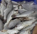 FISH PRODUCTS PVT LTD